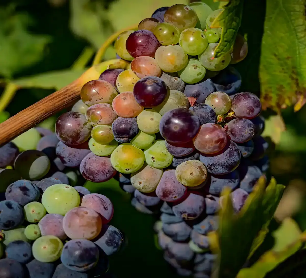Grappe de raisins multicolores illustrant la diversité des cépages français dans un vignoble