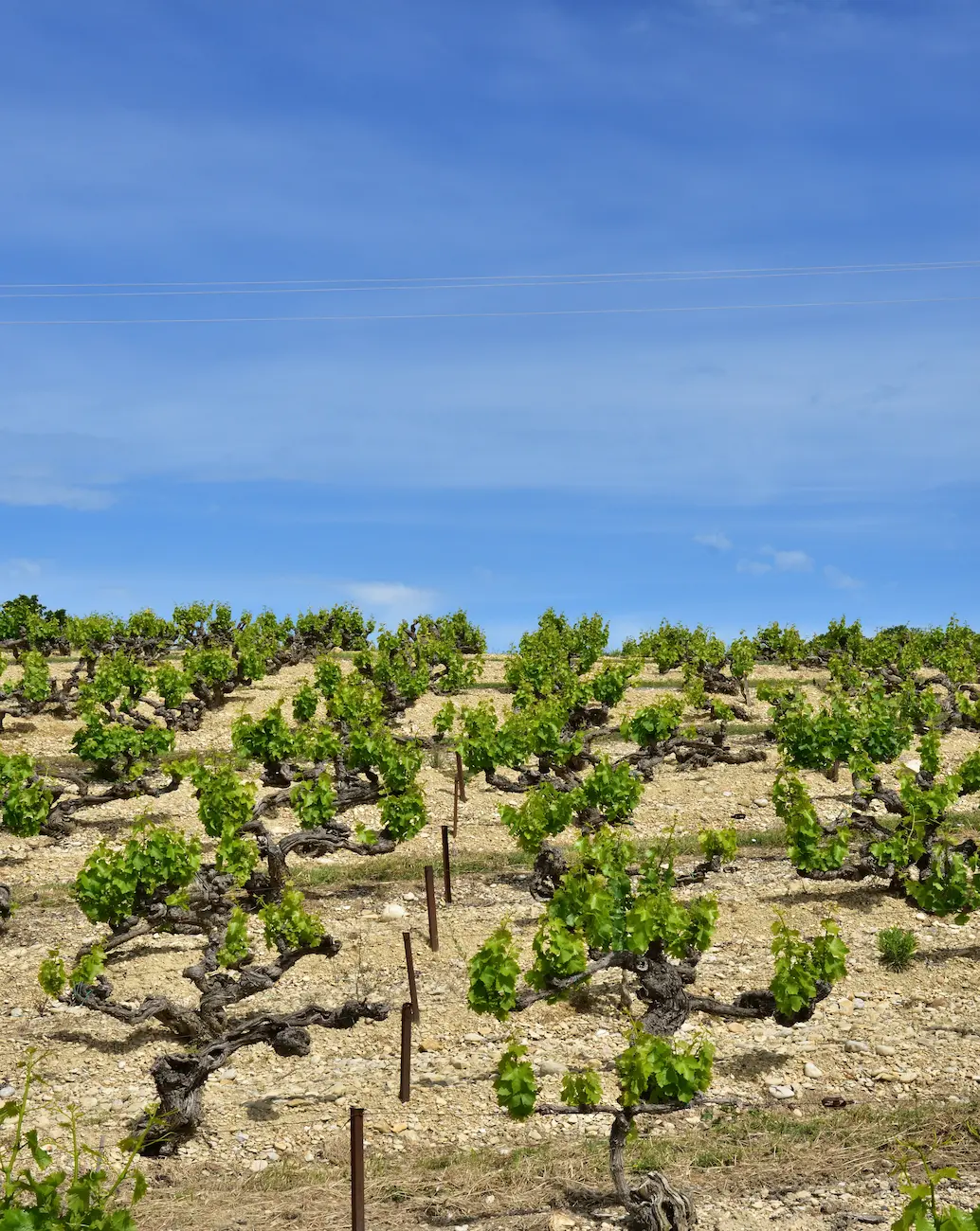 Atelier oenologie sur les vins du Languedoc-Roussillon à Glimes, animé par Cédric.