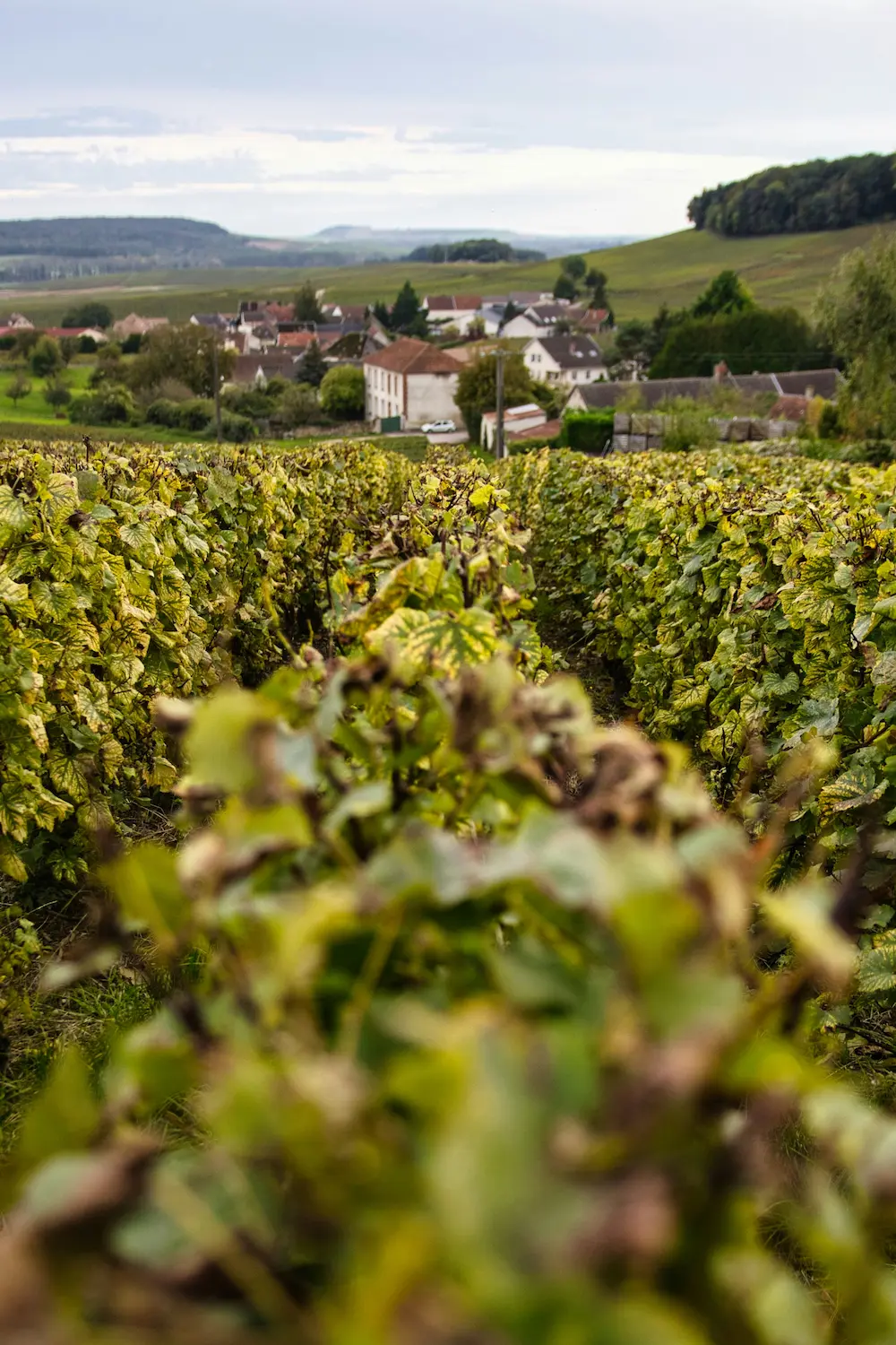 Vignobles des Côtes du Rhône avec vue sur la vallée - Atelier œnologique Ced'I Vins